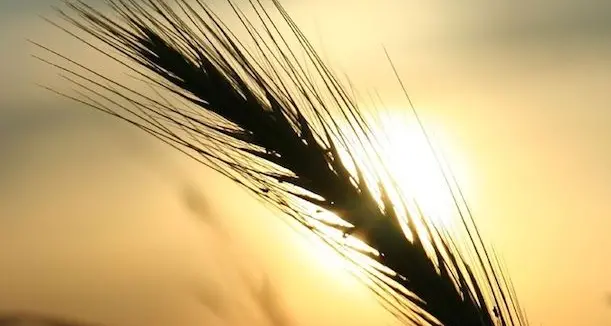 Se il chicco di grano caduto in terra muore, produce molto frutto