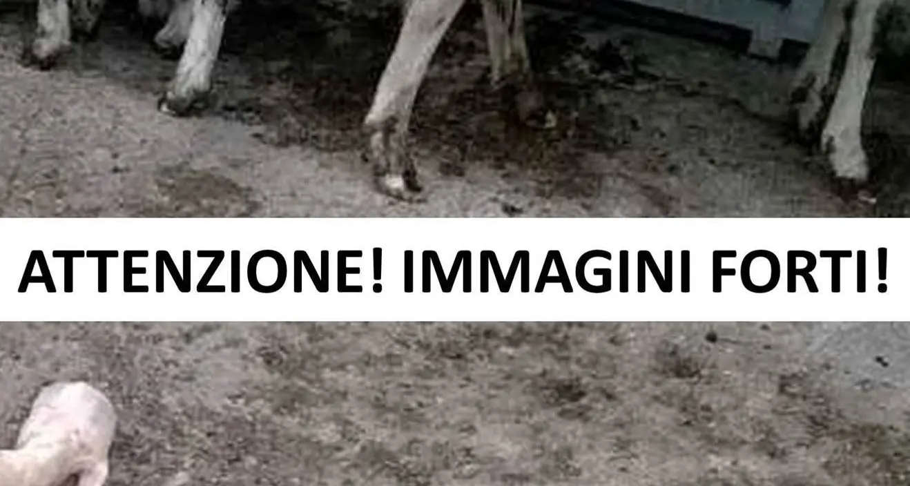 Ecco le foto esclusive degli animali aggrediti dalla pantera (IMMAGINI FORTI)