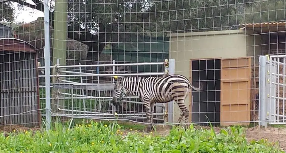 Non solo pantere. In Goceano anche le zebre (guarda le foto)