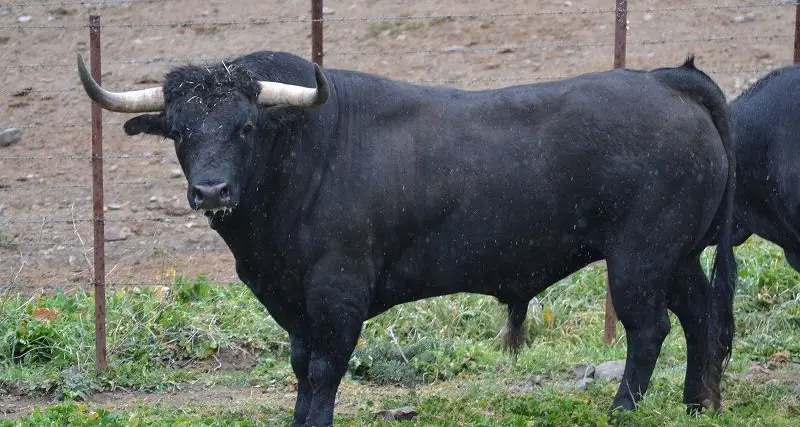Giovane di 30 anni incornato da un toro mentre fa jogging
