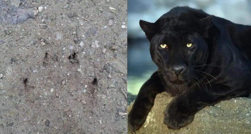 Allarme pantera. Nuove immagini delle orme nei monti del Goceano