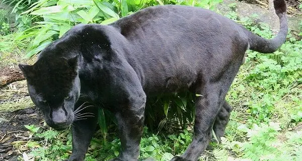 Pantera avvistata dagli uomini della forestale