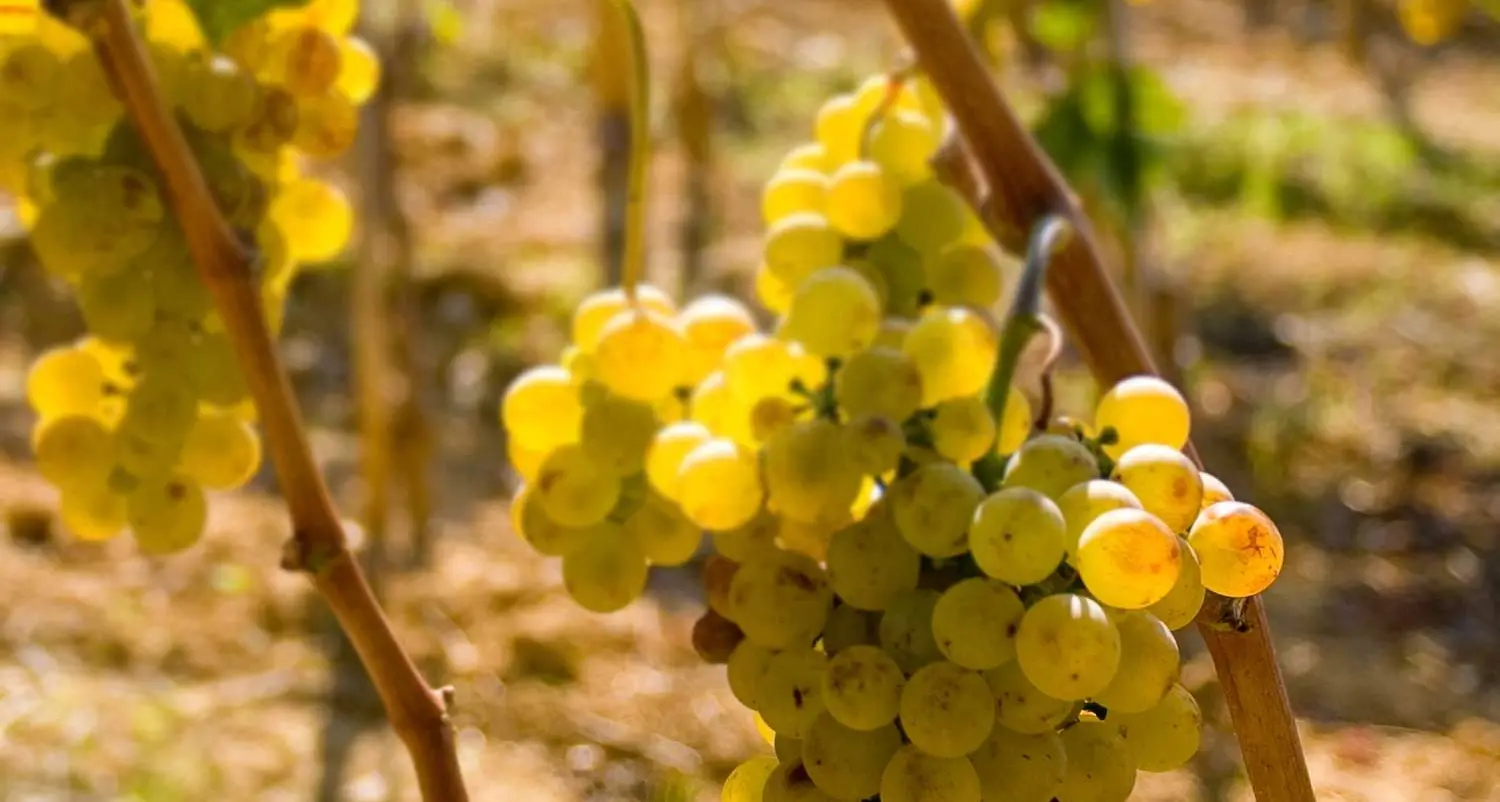 Il Vermentino è il terzo vino più venduto in Italia