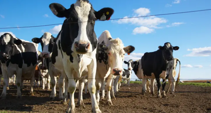 Minacce e aggressioni ai veterinari pubblici della Sardegna, il sindacato S.I.Ve.M.P.: \"E' ora di dire basta\"