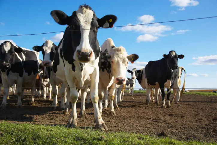 Cows on farm