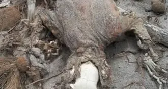 Mistero risolto: Lo scheletro di un coccodrillo al Poetto? No, è solo un gatto.