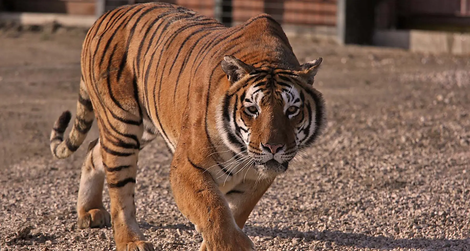 Nuoro. Tigre si aggira per le strade della città. Era solo un falso allarme