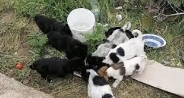 Nuoro. Sei cuccioli di cane uccisi a colpi di padella e la madre sgozzata: sospetti su riti esoterici