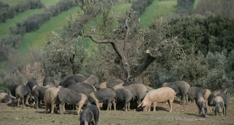 Ruba un maiale e si fa un selfie, arrestato 35enne