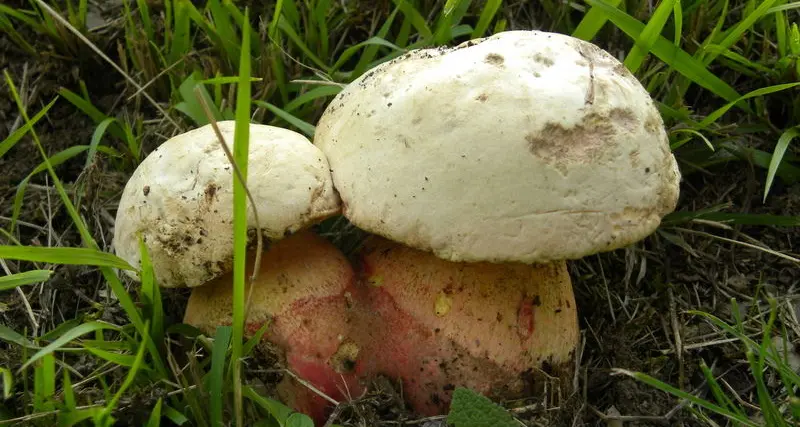 Funzionario della Carige di Cagliari muore avvelenato da un'intossicazione da funghi