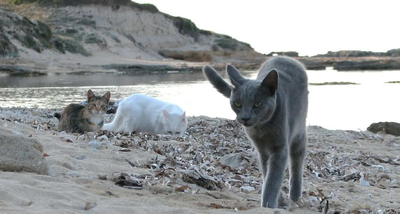 La colonia felina di Su Pallosu 'protetta' da Napolitano