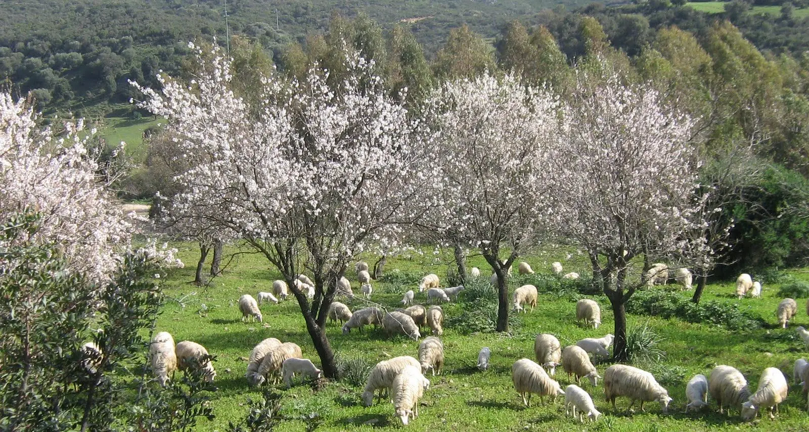 Sardegna. Stangata Imu sui terreni agricoli, Pittalis (Fi): \"E' l'ennesima vergogna\"