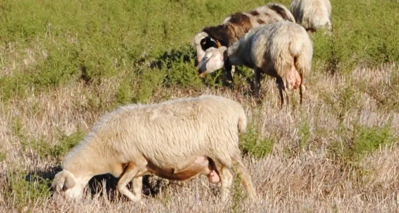 Sassari. Lingua blu, pronti i mandati di pagamento per la perdita di reddito