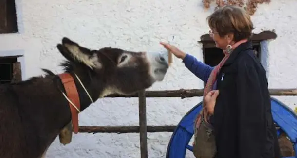 Ovodda. Un'animalista, un sindaco e un asinello...