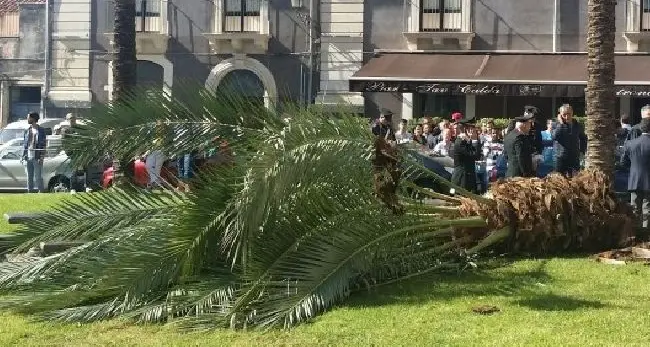 Maltempo. A Catania una donna muore travolta da una palma