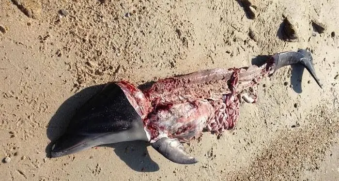 Golfo Aranci. Ucciso il cucciolo di delfino \"Goccia\". E' stato fatto a pezzi per essere mangiato