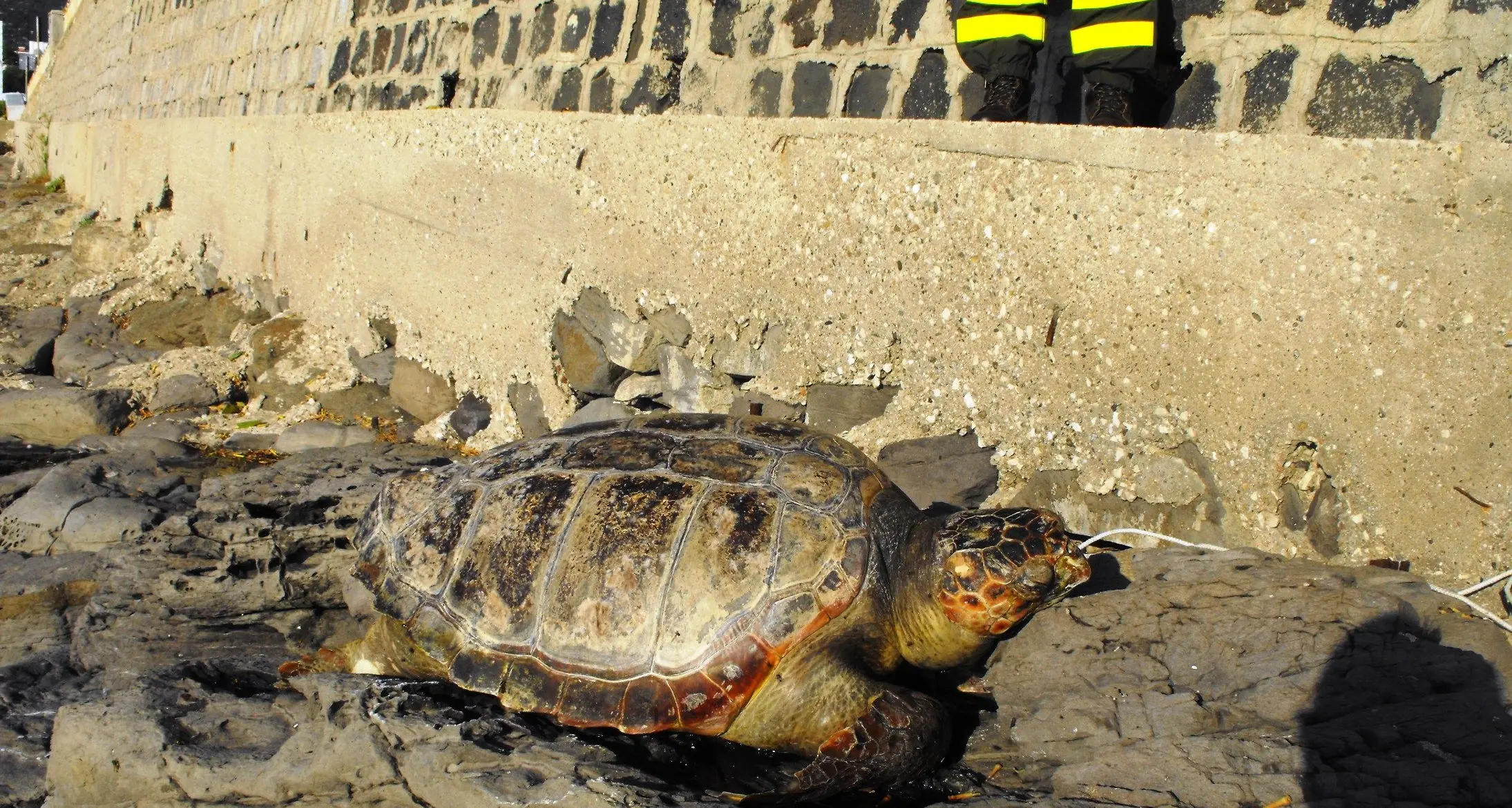 Cala Gonone. Tartaruga della specie Caretta Caretta trovata senza vita sugli scogli