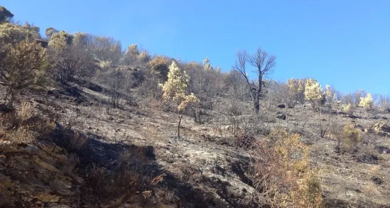 Desulo. Incendio brucia 15 ettari di bosco. Il sindaco Littarru: \"Nessun rispetto per chi distrugge il nostro territorio\"