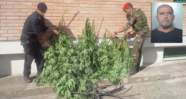 Mores. Sorpreso a coltivare marijuana: arrestato 54enne