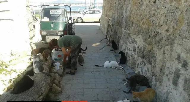 Alghero, i gatti della “muralla”