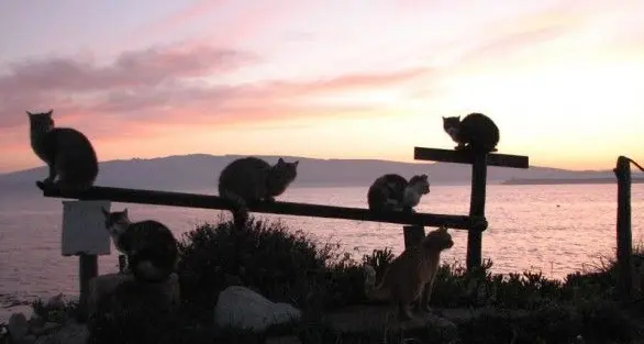 L'Enpa Sardegna al presidente del parco della Maddalena: \"Giù le mani dai gatti di Caprera\"