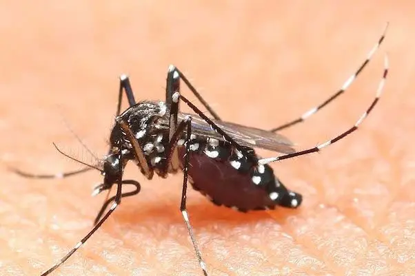 aedes mosquito blood eater at night