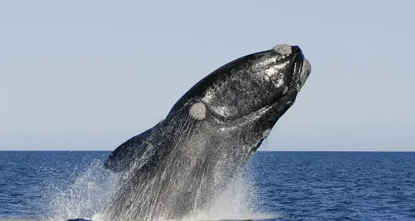 Argentina, il tocco gentile della balena: solleva il kayak e lo riposa