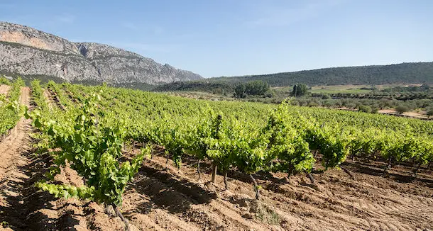 Cantina Berritta: la vendemmia 2017 ha un calo di circa il 70 per cento