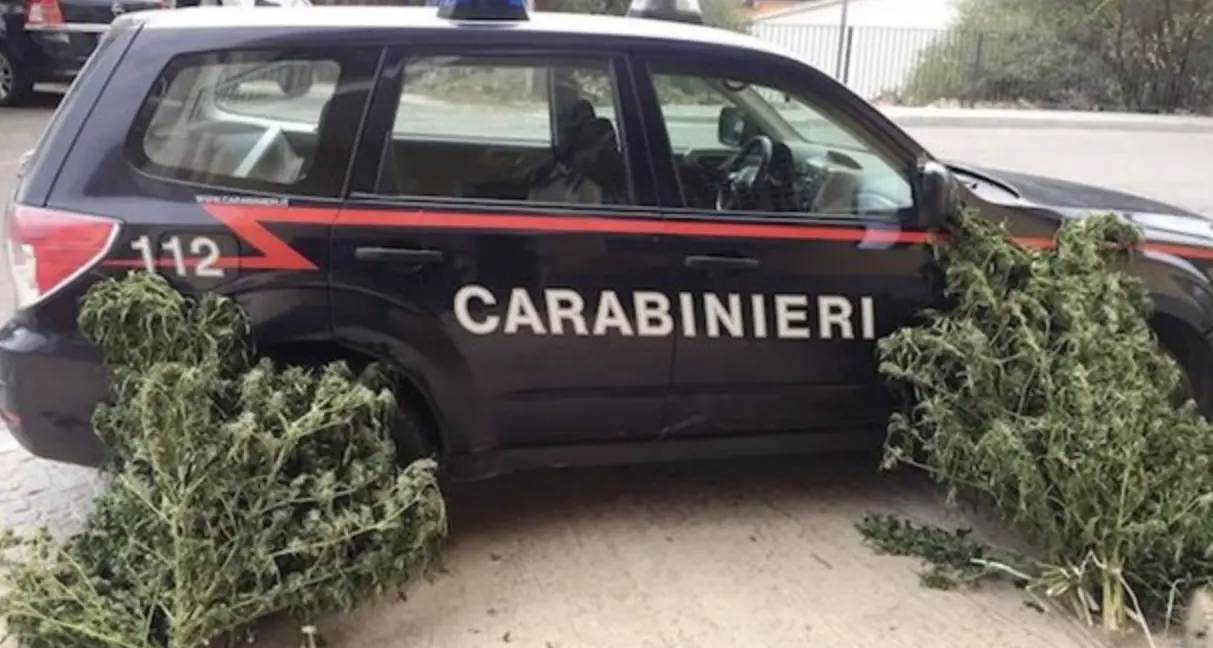 Carabinieri trovano 50 piante di marijuana: indagini in corso per risalire ai coltivatori