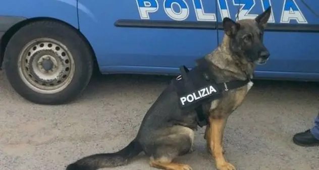 Droga: arrestati marito e moglie di Orotelli