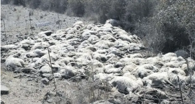 Pecore e cani maremmani torturati e sgozzati a Ploaghe: la Lega Antivivisezionista parte civile