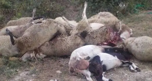 Strage di pecore a Ploaghe: il pastore è stato rintracciato dagli agenti della Polizia municipale