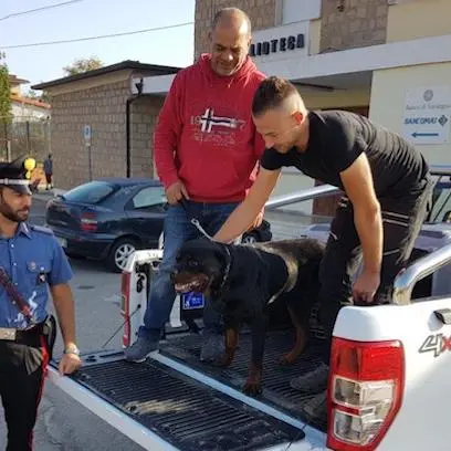 Un pitbull e un rottweiler uccidono il cane di una 82enne che si rifugia in casa