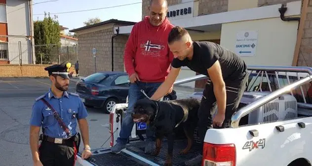 Un pitbull e un rottweiler uccidono il cane di una 82enne che si rifugia in casa