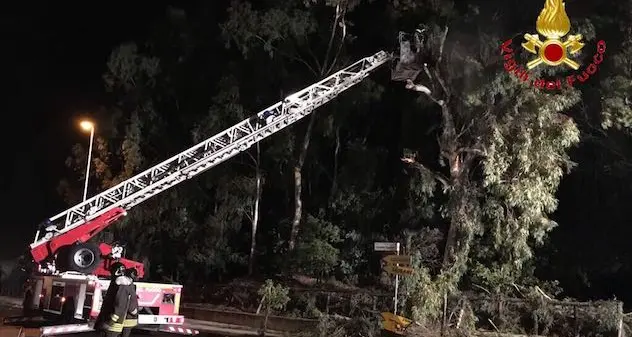 Nuoro. Alberi abbattuti dal forte vento: numerosi interventi dei Vigili del fuoco