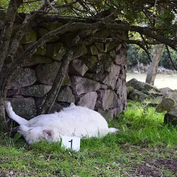 Primo caso in sardegna di rinvio a giudizio per avvelenamento di animali