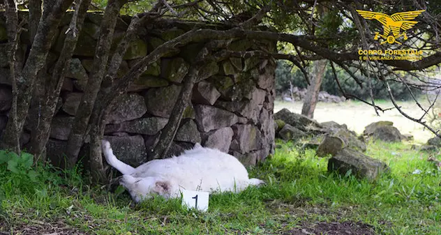 Primo caso in sardegna di rinvio a giudizio per avvelenamento di animali