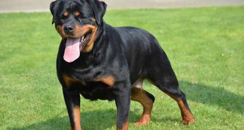 Azzannata da due rottweiler, grave una donna di 48 anni