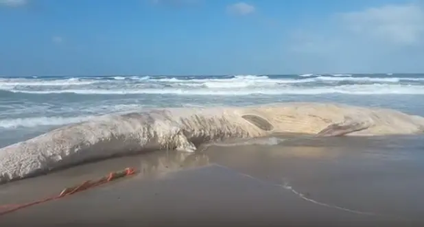 Balena spiaggiata a Platamona: 100mila euro per rilasciarla in mare