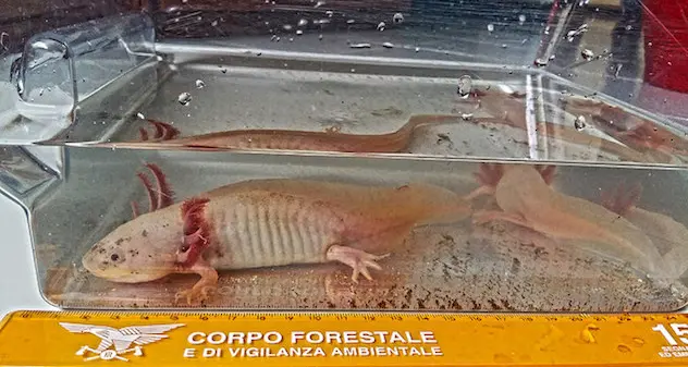 Scoperte a Cagliari due specie di salamandra in via di estinzione provenienti dal Messico