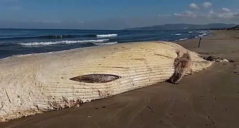 Balenottera spiaggiata a Platamona: soluzione in arrivo per lo smaltimento