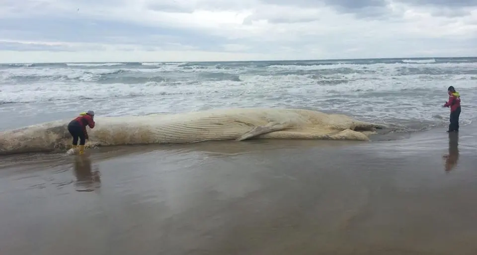 Balena ispiaggiada in Platamona, 35 miza euros dae sa Regione pro che la remonire