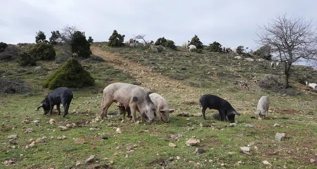 Peste suina: abbattuti a Desulo e Orgosolo 235 maiali