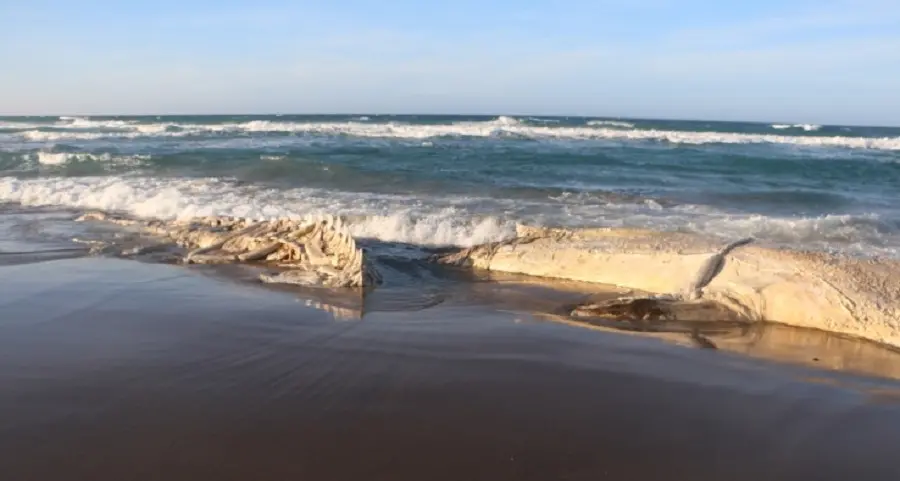 Balena spiaggiata a Platamona: nel fine settimana inizieranno le operazioni di rimozione