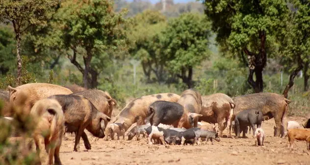 Peste suina: in corso a Orgosolo abbattimenti di maiali