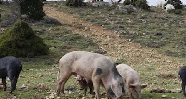 Peste suina: abbattuti a Orgosolo 268 maiali