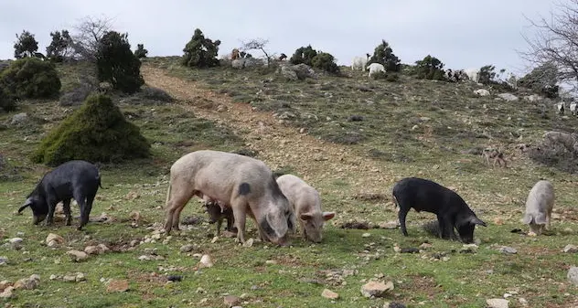 Peste suina: abbattuti 99 maiali tra Baunei e Urzulei