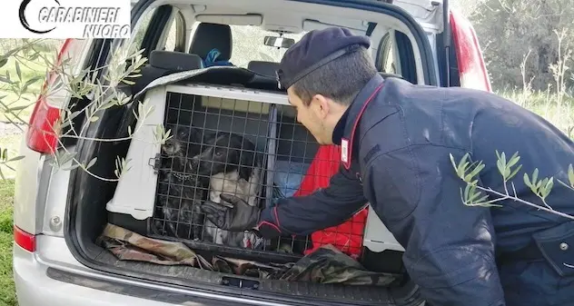 Cacciatori rapinati a Talana: ritrovata l'auto. All'interno i cani, stanno bene