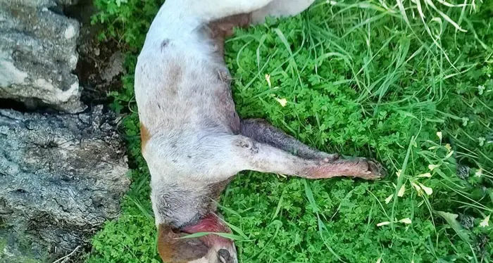 Cane seviziato e trucidato con un forcone: “Hai conosciuto la cattiveria umana”