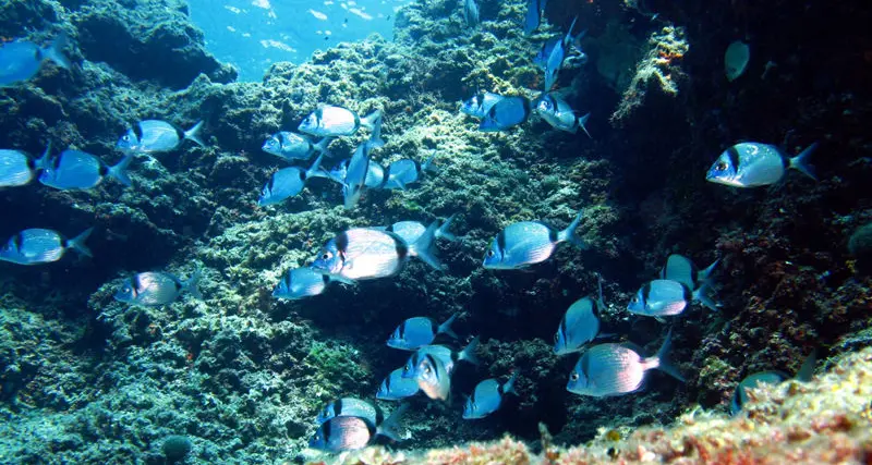 Regolamento Area Marina Protetta: incontro con i pescatori professionisti